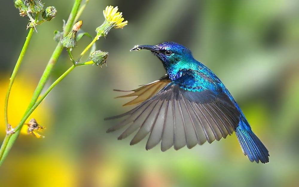 20_Colibri.jpg