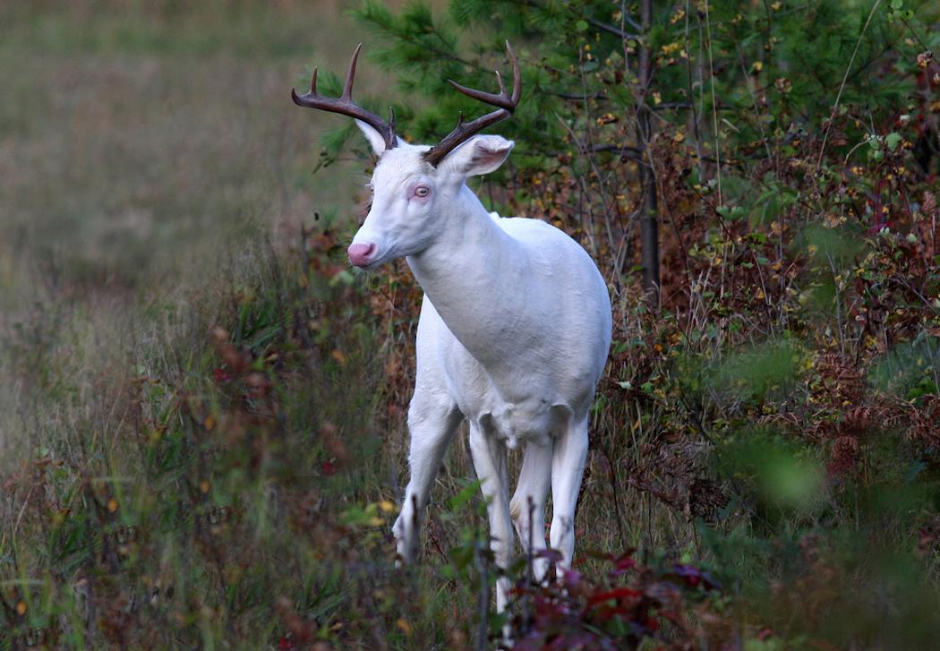 realtreewhitetailodditiesalbinodeer