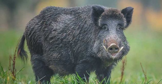 que-come-jabali-e1522725654512-632x330