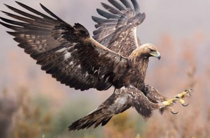 La renovación del águila ¿para qué renovarse? – InserconDios